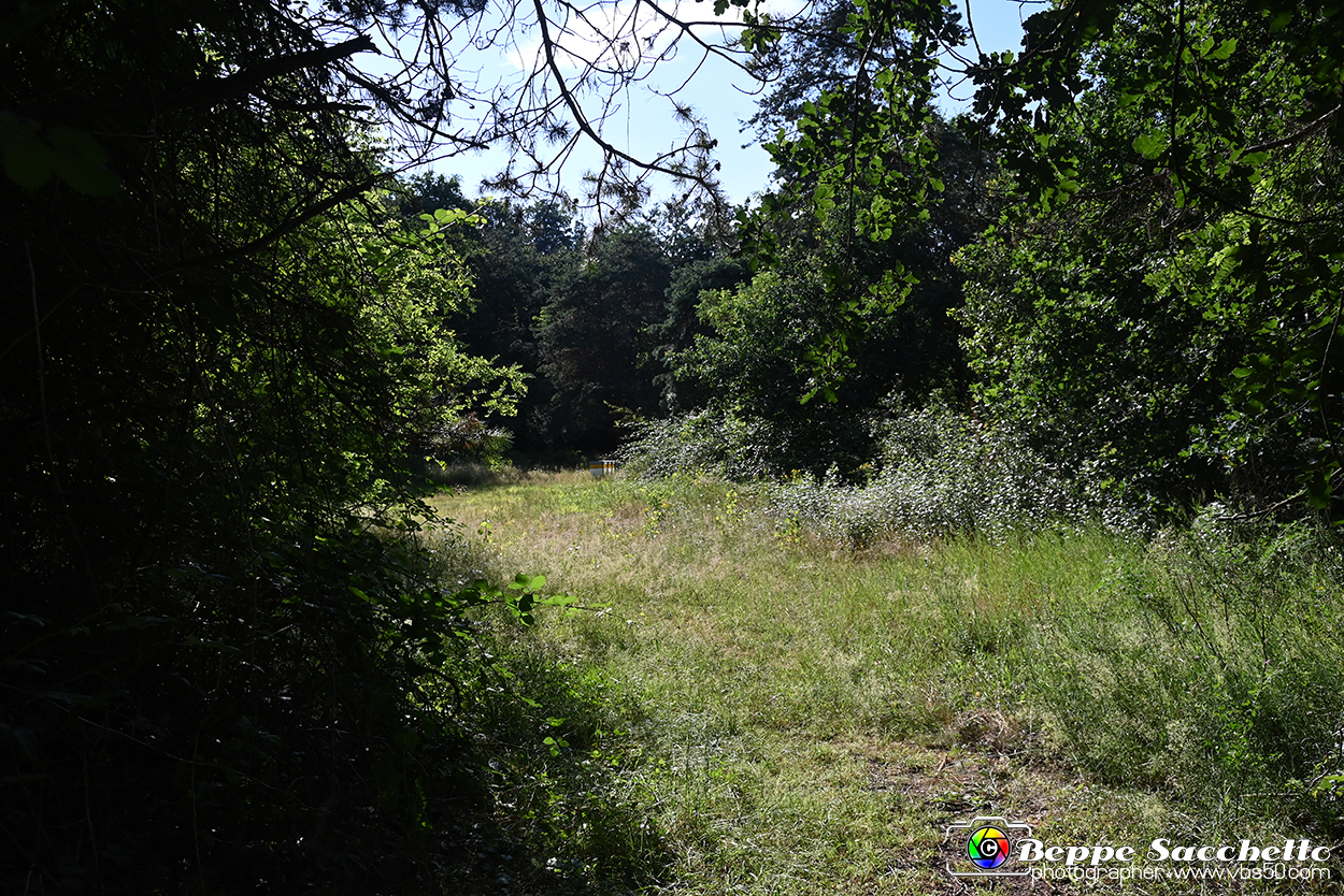 VBS_4748 - Il bosco fatato - Montaldo Roero.jpg